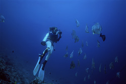 Fascinating diver surrounded by a vibrant shoal of fish in the Red Sea in Egypt