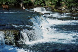 A Unique Natural Spectacle: Salmons Jumping at the Waterfall