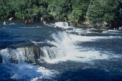 Fascinating Brooks River Waterfall in Katmai National Park