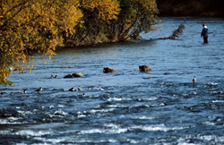 Brown bear captivated by the salmon at Brooks River in Alaska