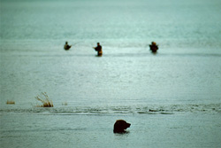 Impressive brown bear hunting for salmon at Brooks River in Alaska