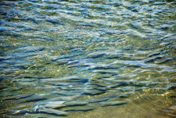 Fascinating Sight: Salmon in the Crystal Clear Waters of Brooks River in Alaska