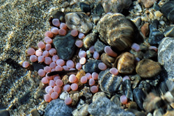 The Sockeye Salmon - A Fascinating Journey Through Nature