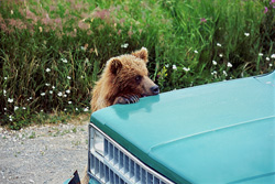 Curious young brown bear on the car in Brooks Camp, Katmai, Alaska