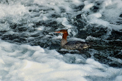 Fascinating Goosander dives below the picturesque Brooks waterfall in Alaska