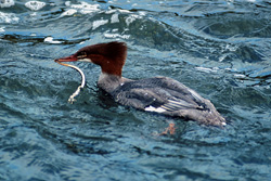 The Goosander - a master of diving and hunting at Brooks River in Alaska