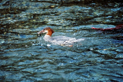 Fascinating shots of the Goosander diving