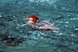 A captivating Goosander while swimming and diving