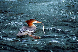 The common merganser (Mergus merganser) is a specializing in fishing duck