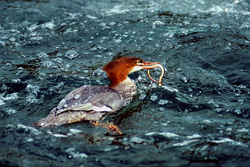 Goosander