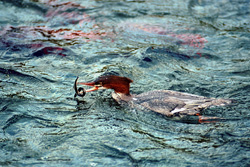 Discover the impressive world of the Goosander in Alaska