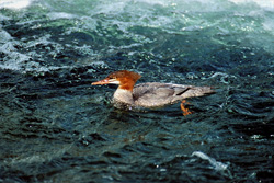 Elegance and Grace: The Common Merganser in its Natural Habitat