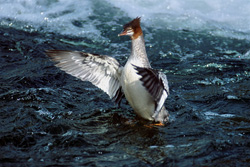 Majestic Goosander flaps its wings in Brooks River, Alaska, USA