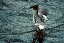 Experience the fascinating Goosander in action - An elegant diving bird