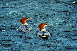 Fascinating shot of two Goosanders fishing in Alaska