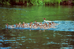 Fascinating Goosander Formation at the Waterfall: Experience the Wonder of Nature Up Close