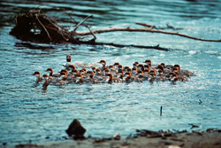 The Beauty of the Goosander Formation at the Waterfall in Alaska
