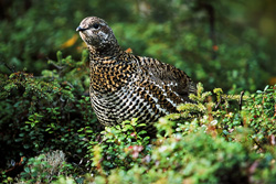 Discover the Beauty of the Spruce Grouse in Brooks River, Alaska