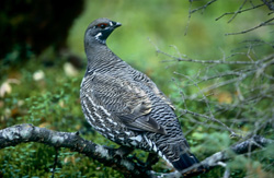 Explore the World of the Spruce Grouse in the Wilderness of Alaska