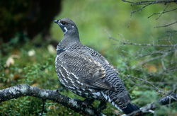 The Spruce Grouse - A fascinating resident of the North American boreal forests at Brooks River