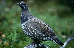 Explore the world of the Spruce Grouse at Brooks River, Katmai, Alaska