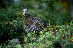 Spruce Grouse looking for berries in autumn at the Brooks River in Alaska