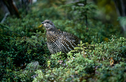 Adorable Spruce Grouse collecting berries at Brooks River in Alaska