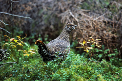 Tannenhuhn