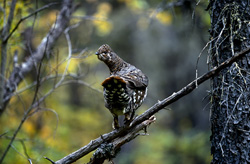 Discover the Beauty of the Spruce Grouse in the Alaskan Wilderness