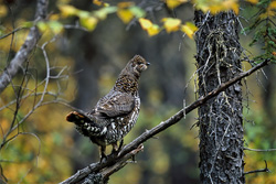 The Spruce Grouse (Dendragapus canadensis) collects berries at Brooks River in Katmai, Alaska