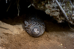 Close-up of a Spruce Grouse Gathering Berries at a Ground Nest
