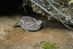Discover the Spruce Grouse in its natural habitat at Brooks River