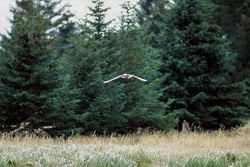 Storm Gull