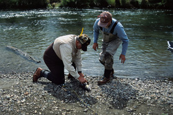 Fishing in Katmai National Park: Fishermen with rainbow trout and salmon in action