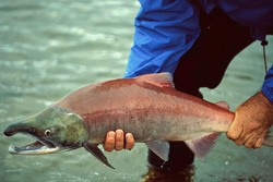 Explore the World of Wild Sockeye Salmon in Alaskan Waters