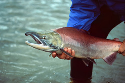 Experienced fisherman catches a majestic salmon in Alaska
