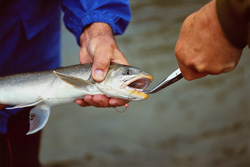 A fisherman experiences the thrill of catching and releasing an Arctic Char