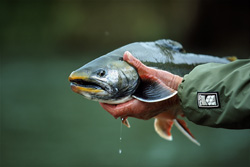 A fisherman catches an Arctic Char and practices catch-and-release fishing