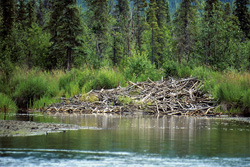 Discover the Beauty of a Beaver Lodge on the Riverbank