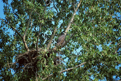 Majestic Bald Eagles Eyrie in the Forests of Alaska