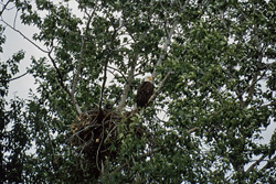 Fascinating Bald Eagles eyrie in the wild Katmai backcountry in Alaska