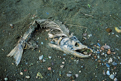 The Pacific salmon die after spawning, while the Atlantic salmon can return several times into the sea after spawning.