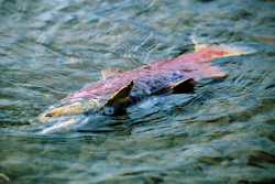 The Pacific Sockeye salmon in its natural life cycle in Lake Coville, Katmai