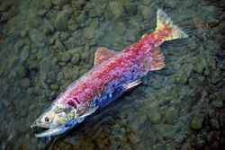 The Life Goal of a Red Sockeye Salmon: Reach Birth Waters, Spawn, and Die