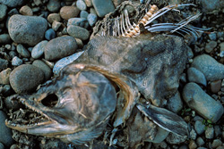 A poignant portrayal of the life cycle of the sockeye salmon in Katmai National Park
