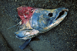 A majestic Sockeye Salmon returns to its origin to spawn and die
