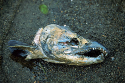 A Sockeye Salmon on its impressive journey in the Katmai backcountry