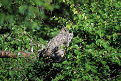 Virginia Eagle-Owl