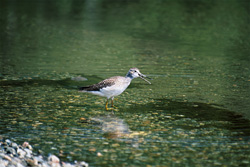 Fascinating Greater Yellowlegs (Tringa melanoleuca) in the clear waters of Naknek Lake, Katmai, Alaska