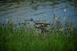 Fascinating Greater Yellowlegs in the Untouched Nature of Alaska